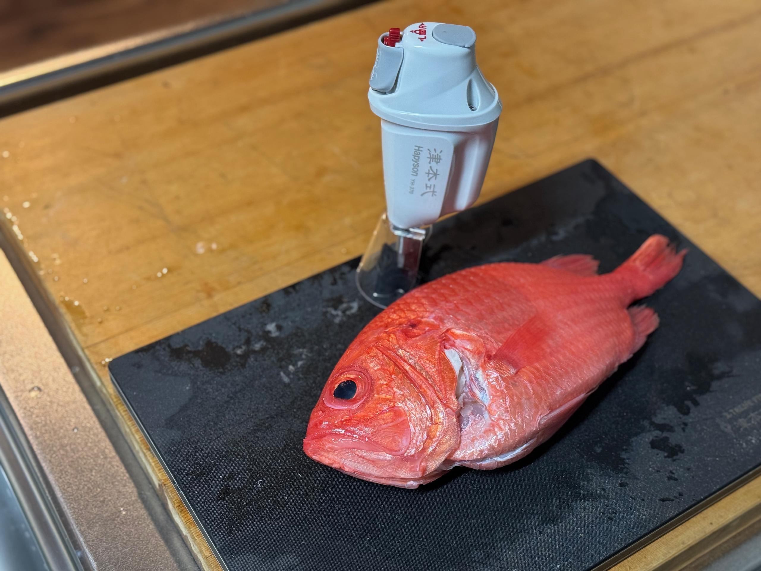 充電式ウロコ取り器｜津本式[究極の血抜き]で熟成魚を仕立てる